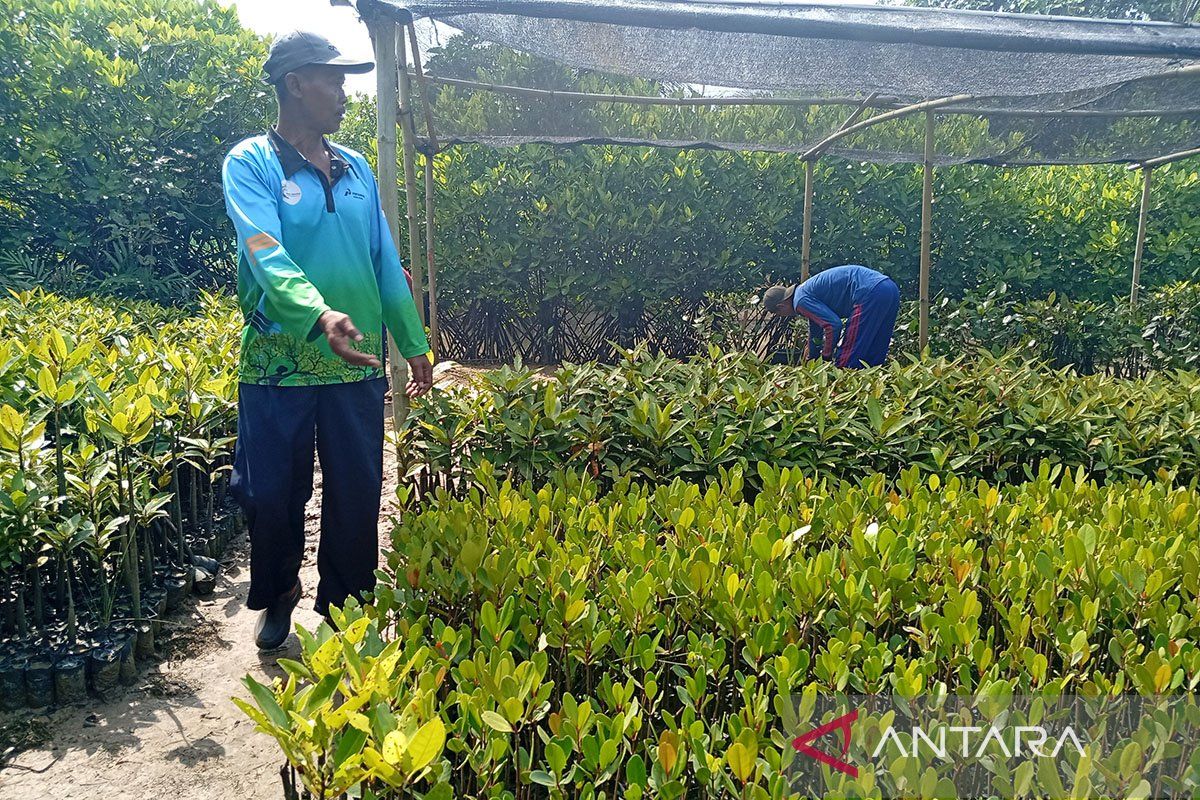 Kutawaru Cilacap: Jelajahi Alam Mangrove dan Rasa Laut Segar